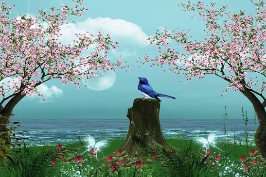 Birds